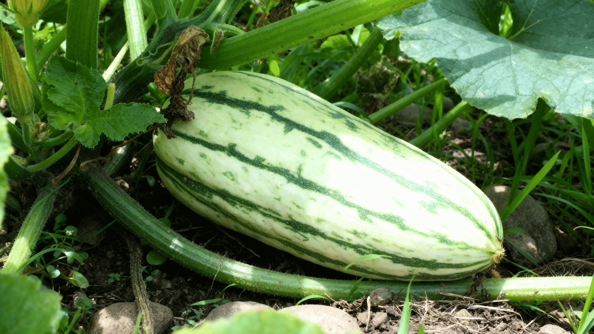 Delicata Squash