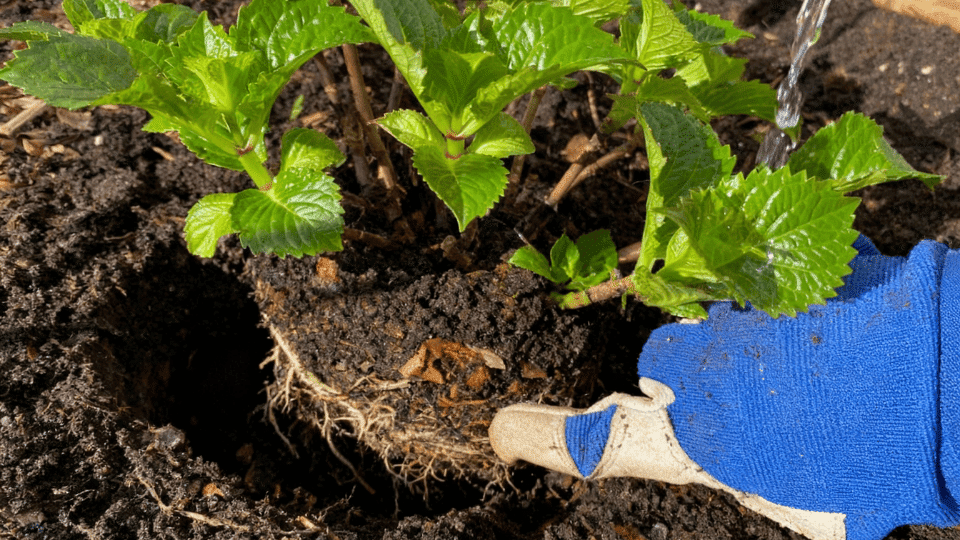 Replanting in the New Location