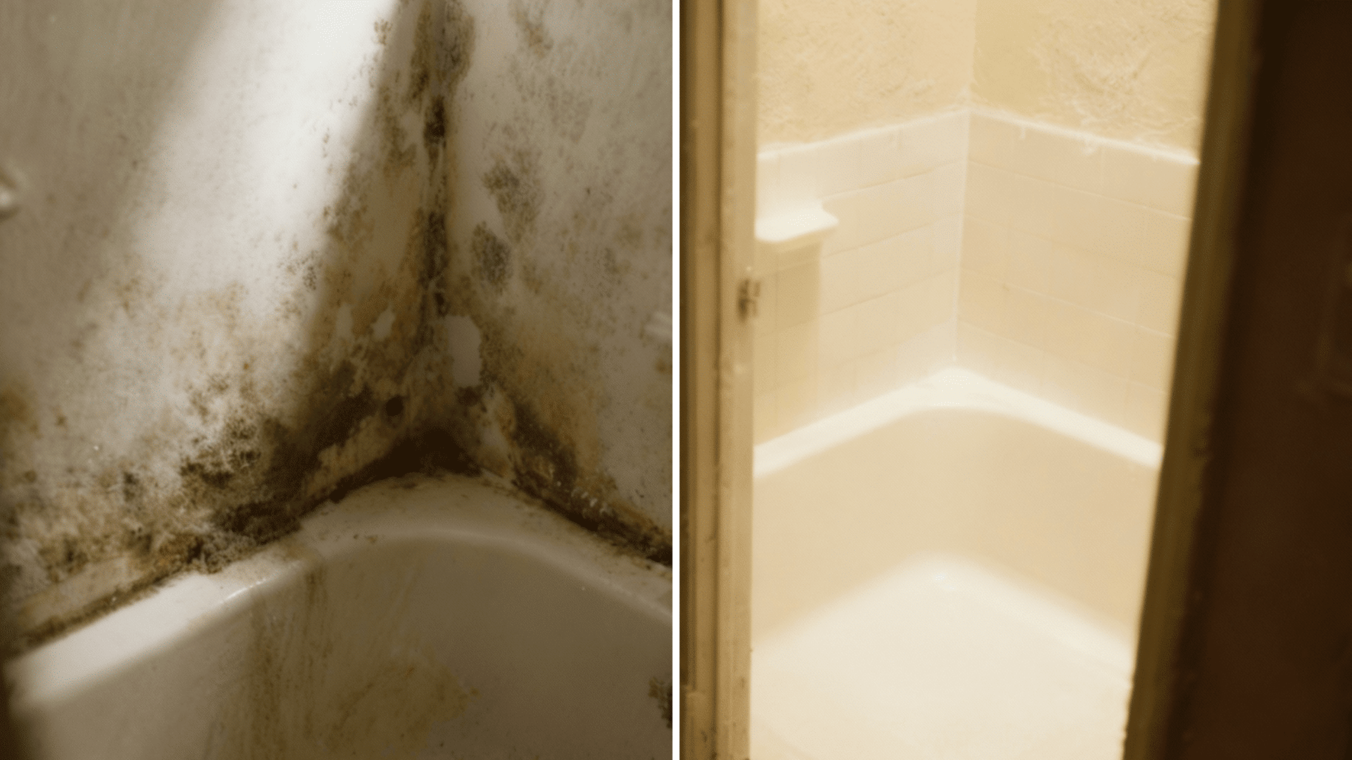 how to get rid of mold mites in the bathroom