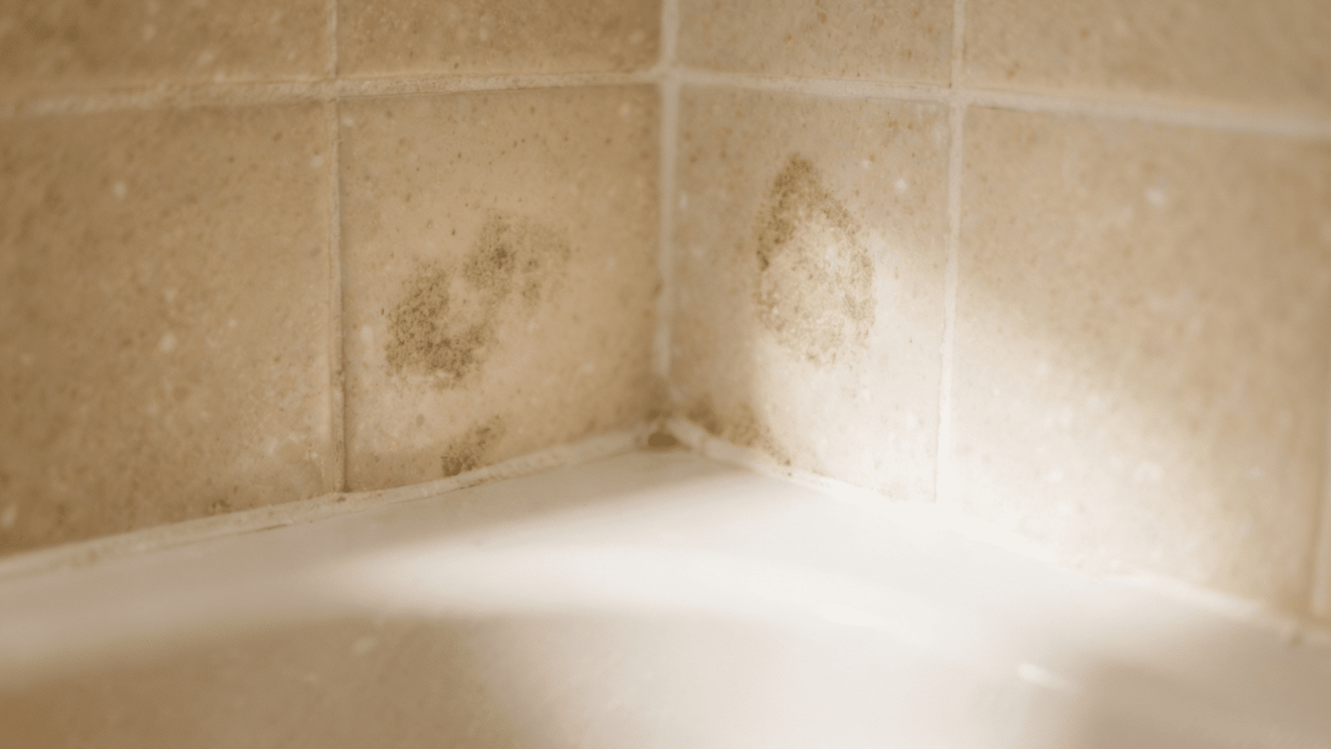 how to identify mold mites