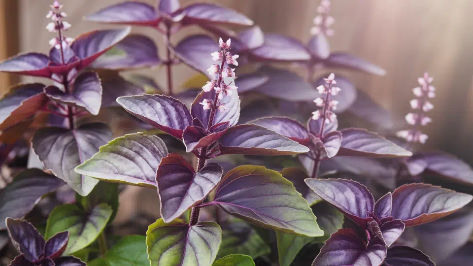purple basil