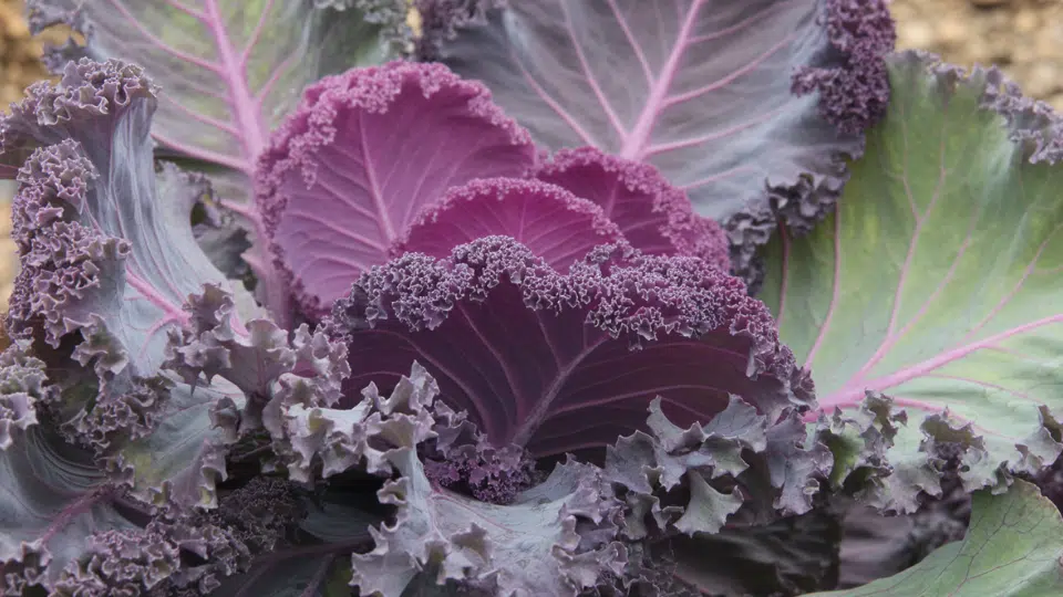 purple cabbage red cabbage