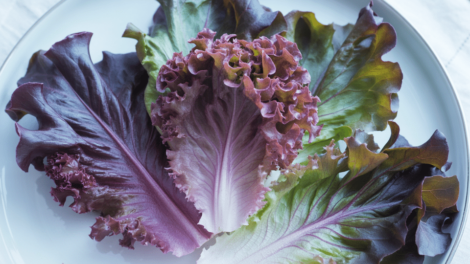 purple lettuce looseleaf varieties