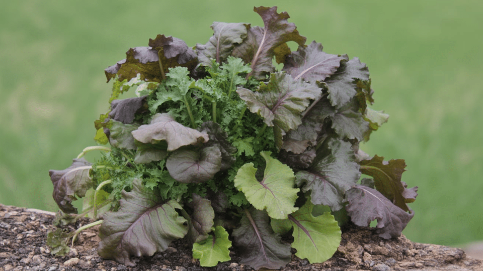 purple mustard greens