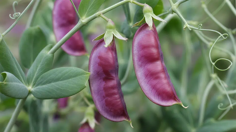 purple pea pods