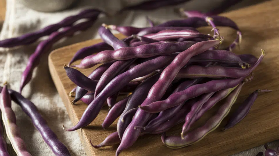 purple string beans royal burgundy beans