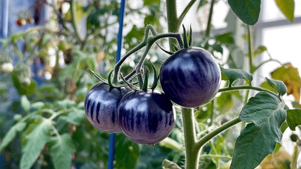 purple tomato