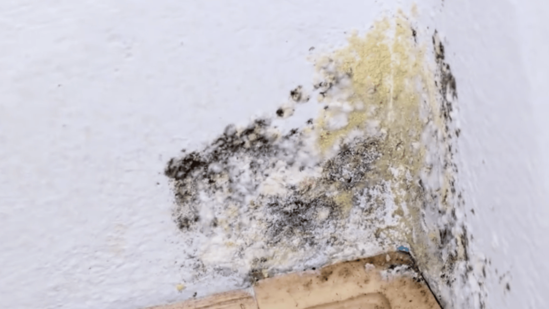 step 1 find and fix the moisture source