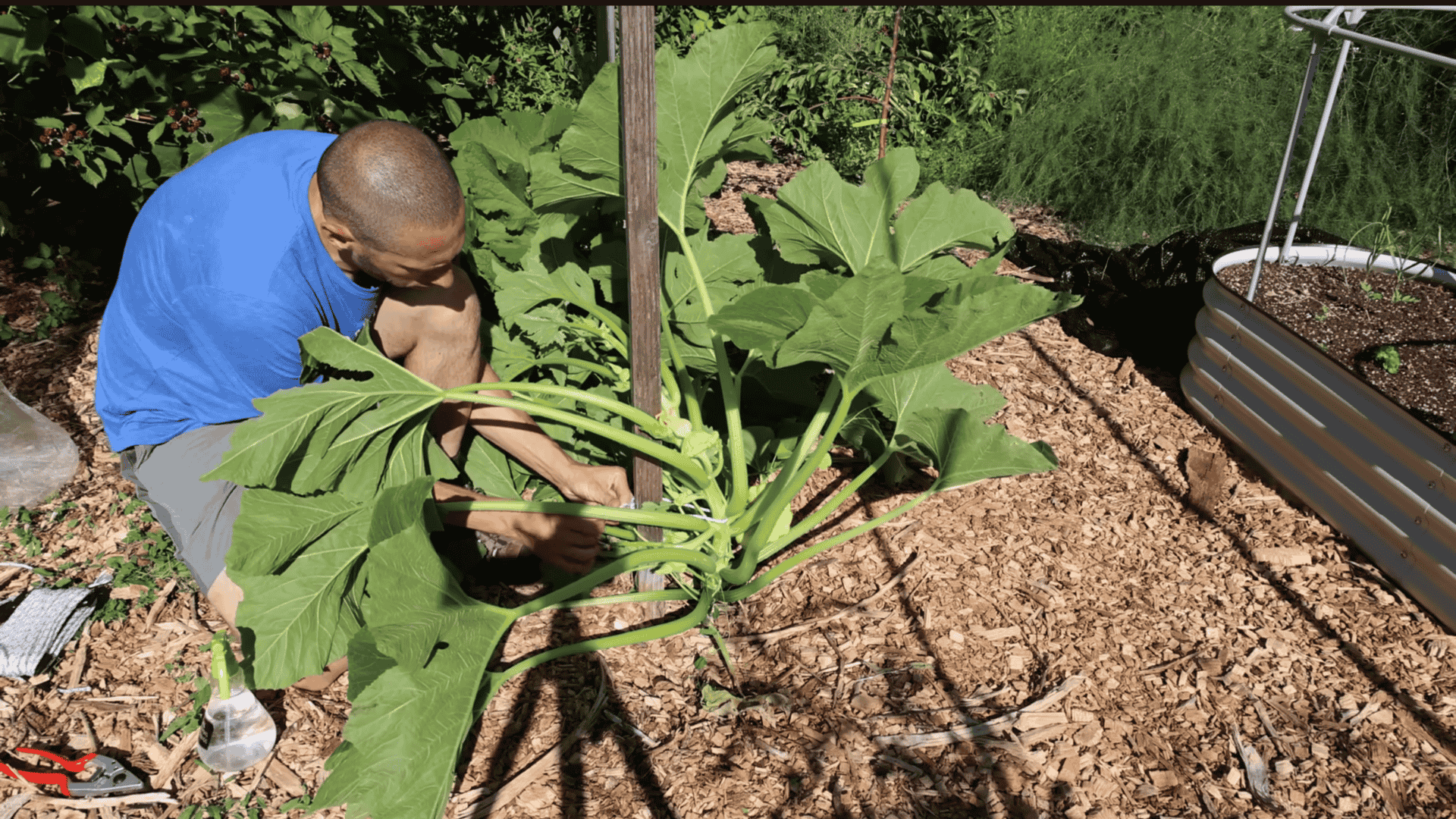 step 3 train the vines to grow upward