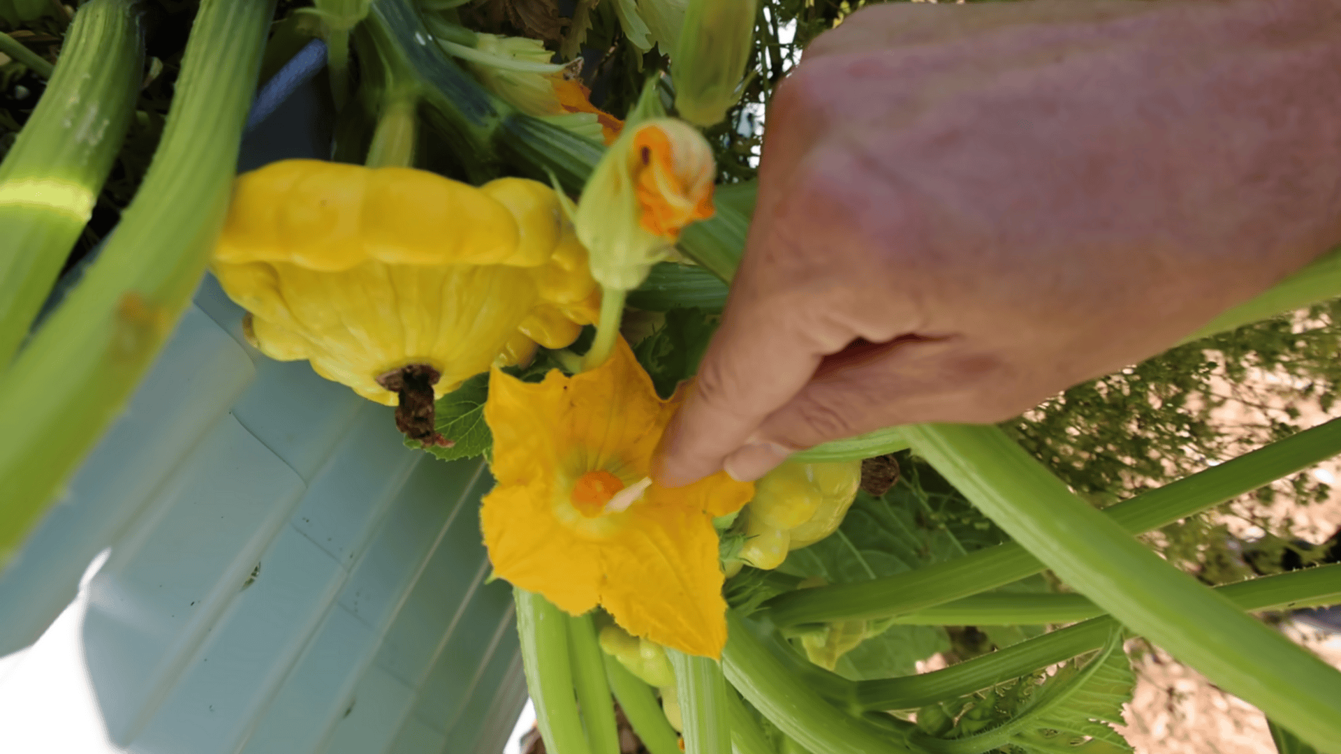 step 4 encourage consistent fruit production