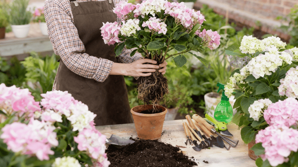 transplanting hydrangeas