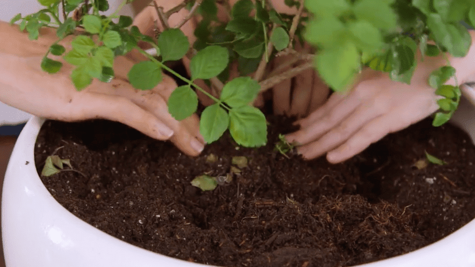 Arrange the Plants First