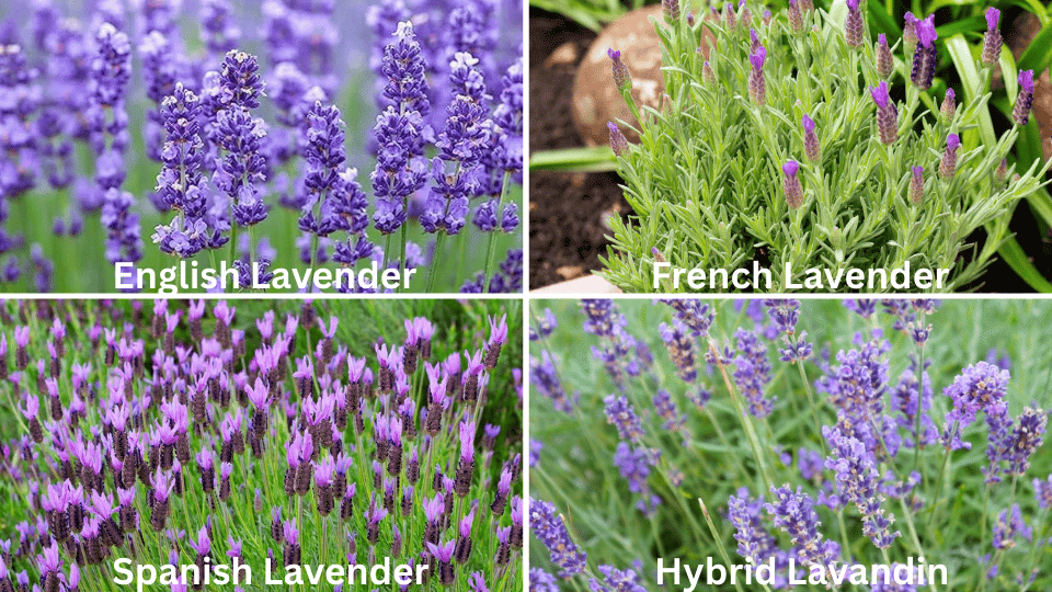 Common Lavender Varieties