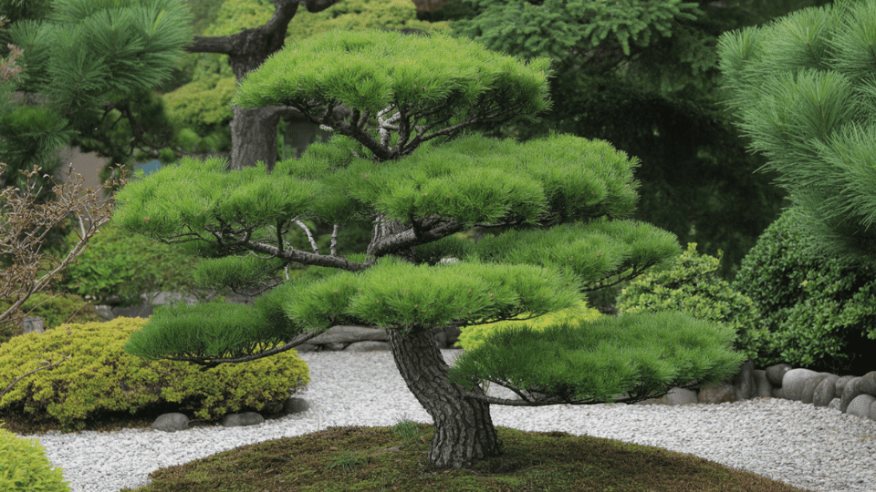 Evergreen Pine for Year Round Structure