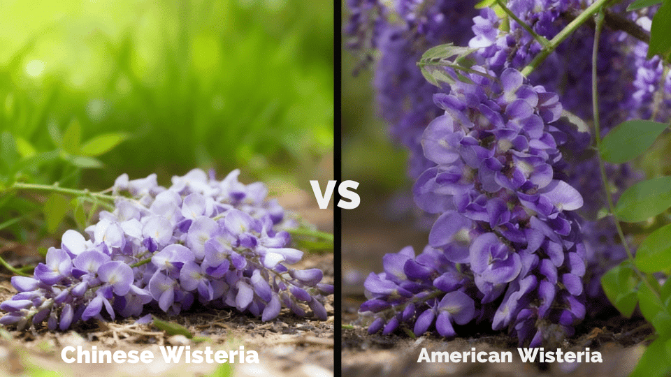 FEATURE IMAGE how to distinguish between american and chinese wisteria
