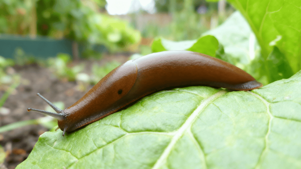 Feature image nineteen ways of how to get rid of slugs in garden