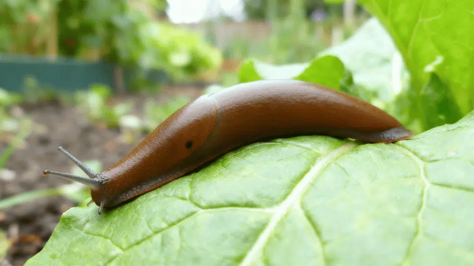 Feature image nineteen ways of how to get rid of slugs in garden