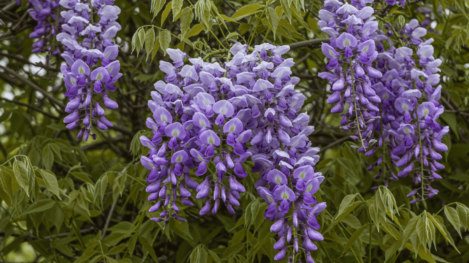 Identifying Wisteria in Your Garden