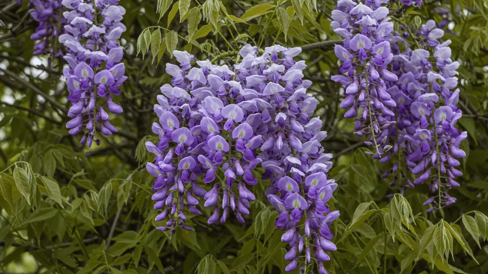 Identifying Wisteria in Your Garden