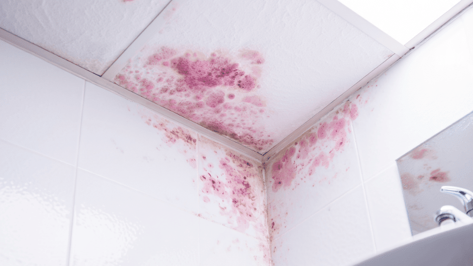 Is Pink Mold Dangerous