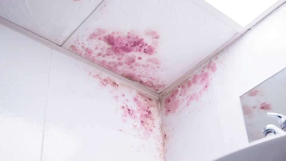 Is Pink Mold Dangerous