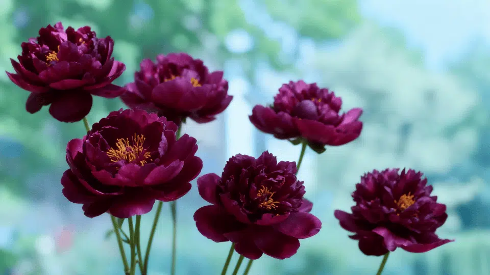 peonies