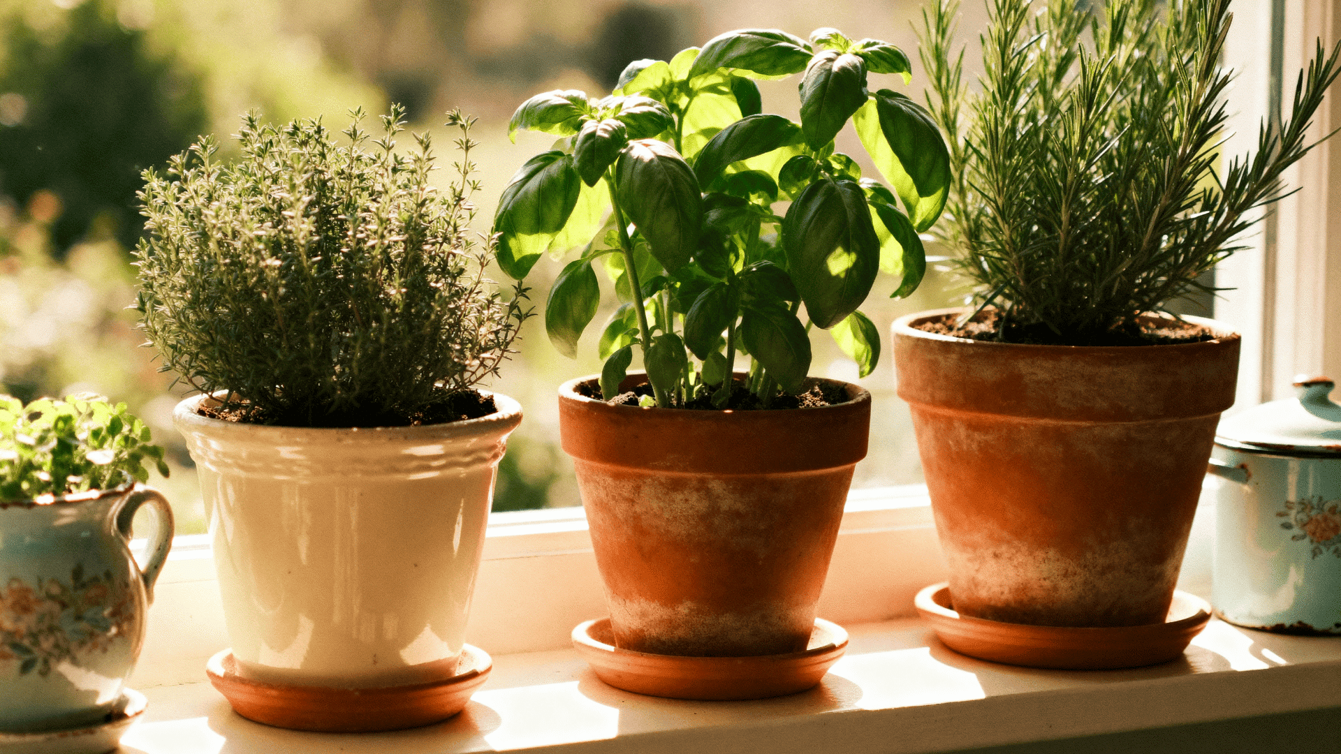 potted kitchen herbs