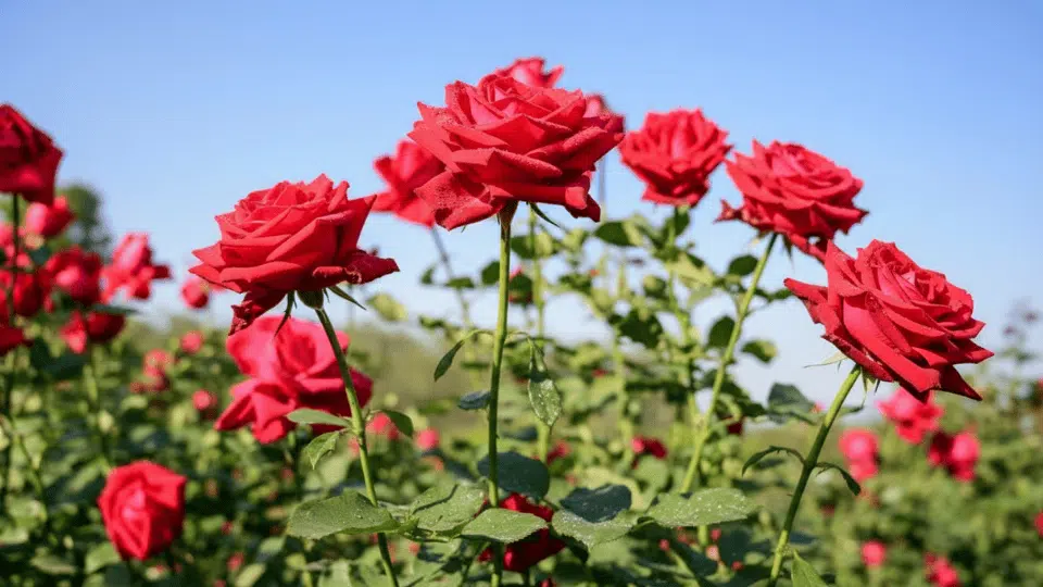 roses
